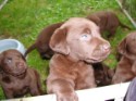 Chocolate Pups_1027.jpg